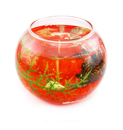 Orange aquarium and marine life isolated on a white backgroundの写真素材