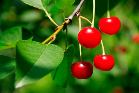 Branch of about 5 Appetizing Bright Red Cherries