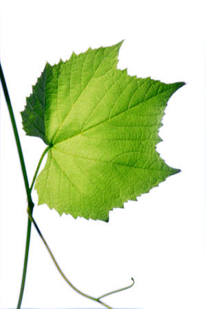 Grape Green Leaf Isolated on White Backgroundの写真素材