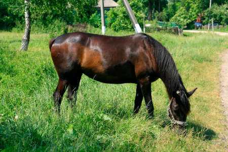 Horse in the Green Meadow on a Blue Sky Backgroundの写真素材