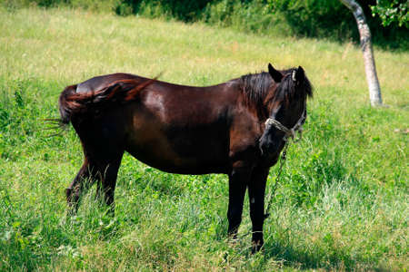 Horse in the Green Meadow on a Blue Sky Backgroundの写真素材