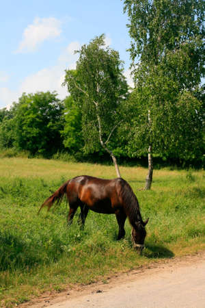Horse in the Green Meadow on a Blue Sky Backgroundの写真素材