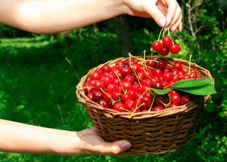 Woman's Hands Holding Basket of Ripe Red Cherries