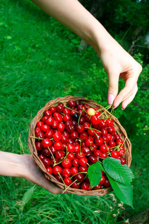 Woman's Hands Holding Basket of Ripe Red Cherriesの写真素材