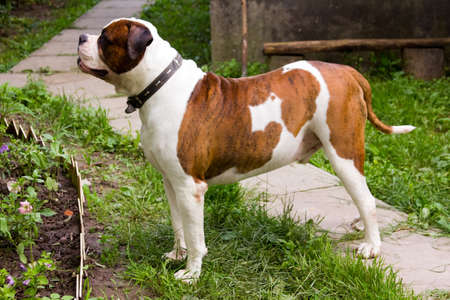 Adult american bulldog walking oudoorsの写真素材