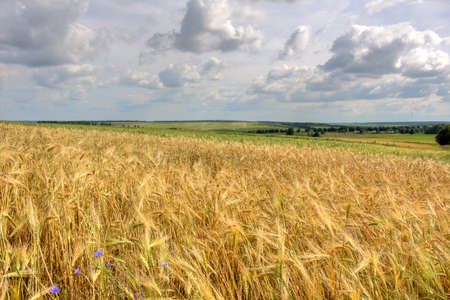 Beautiful summer landscape with a golden wheat field (HDR image)の写真素材