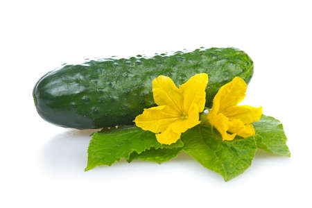 Green cucumber vegetable with leafs and flowers isolatedの写真素材