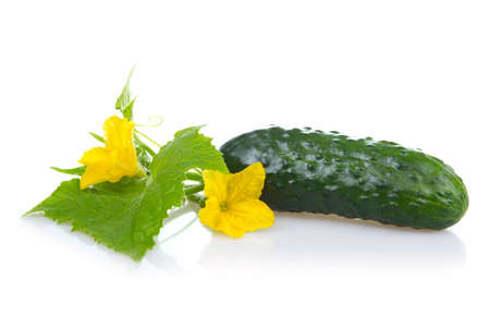 Green cucumber vegetable with leafs and flowers isolatedの写真素材