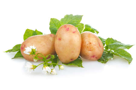 Heap of ripe potatoes vegetable with green leafs isolated on white backgroundの写真素材