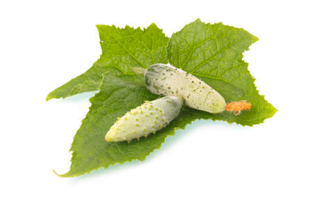 Green cornichon cucumber vegetable with leafs and flowers isolated on white backgroundの写真素材