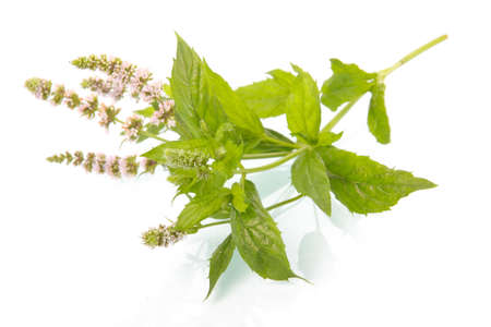 Green mint leaves with blossom isolated on white backgroundの写真素材