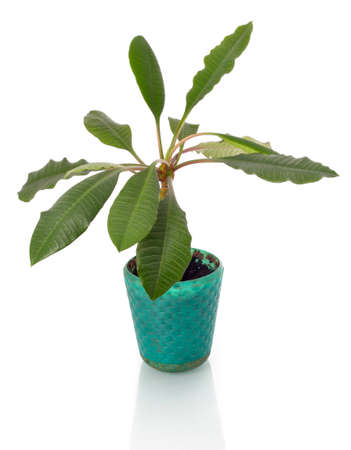 Green terracotta flowerpot isolated on white backgroundの写真素材