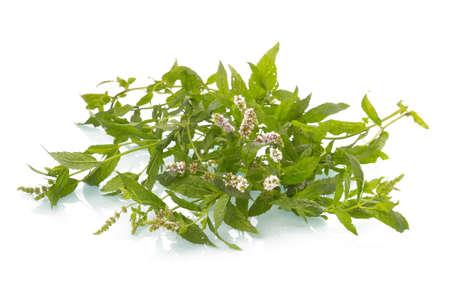 Heap of green mint leaves with blossom isolated on white backgroundの写真素材