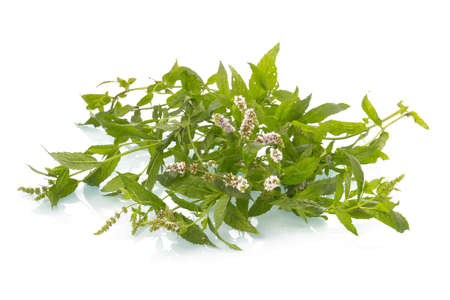 Heap of green mint leaves with blossom isolated on white backgroundの写真素材