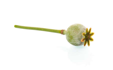 Poppy seed pod isolated on white backgroundの写真素材