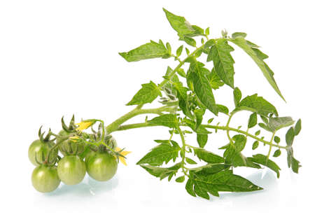 Green tomatoes vegetables with blossom isolated on white background の写真素材