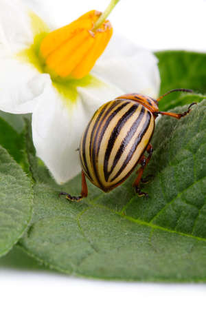 Closeup of Colorado potato beetle eating green leafの写真素材