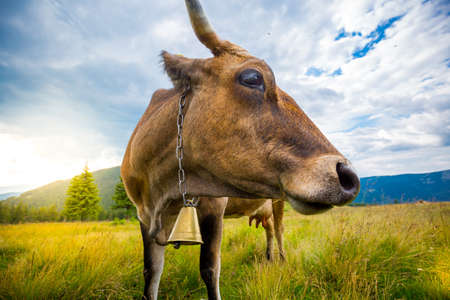 Cows graze on hills in sun beams. Location place Gorgani. Ukrainian Carpathians.