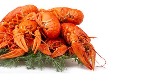 Boiled crayfish with dill isolated on white backgroundの写真素材