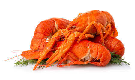 Boiled crayfish with dill isolated on white backgroundの写真素材