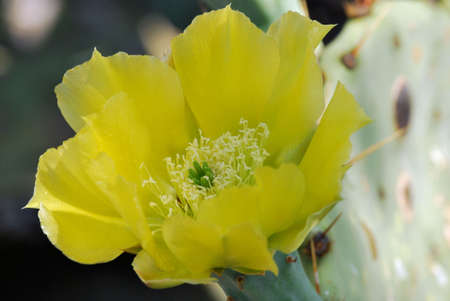 Close up view of yellow prickly pear flower with pollen.の写真素材