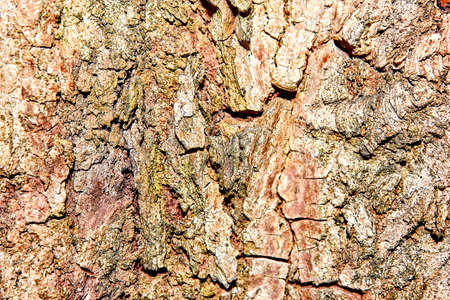 tree bark macro shooting,natural background, texture,blank under the conceptの写真素材