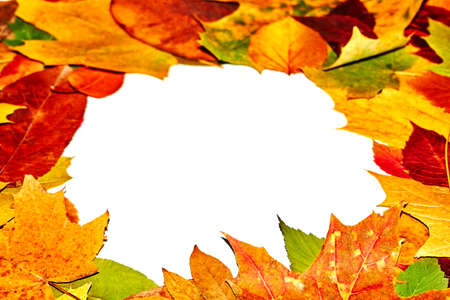colorful autumn leaves on isolated white background autumn mood frames backgrounds for autumn templatesの写真素材