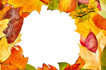 colorful autumn leaves on isolated white background autumn mood frames backgrounds for autumn templatesの写真素材