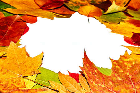 colorful autumn leaves on isolated white background autumn mood frames backgrounds for autumn...