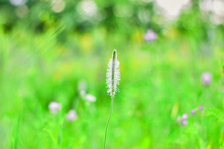 wild wild flowers with the background blurred on the background of green grass