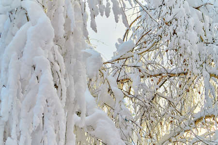 lush tree in the snow against the sunset sky, beautiful sunlight.