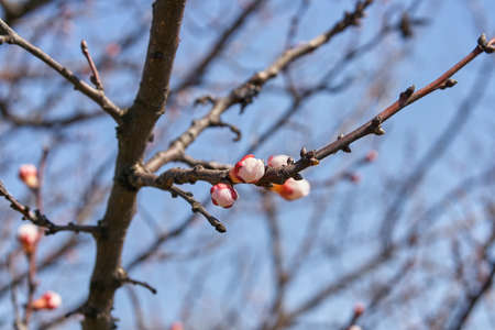 Apricot tree flowering buds in spring
