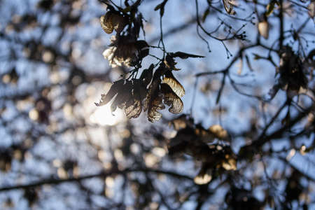 Sun rays through the treeの写真素材