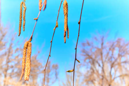 The first young spring leaves and earrings of birch against the background of trees and blue sky....