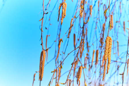 The first young spring leaves and earrings of birch against the background of trees and blue sky. Springtime awakening and blooming of natureの写真素材
