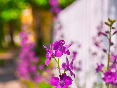 Beautiful spring purple flowers grow on the street, blurred background, nice sunny weatherの写真素材