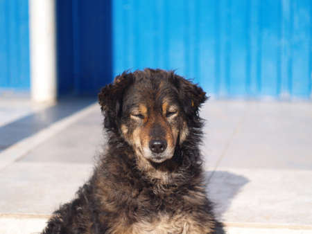 A homeless shaggy dog with narrowed eyes stands at the entrance to the store, a summer sunny day,...