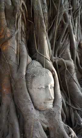 buddha embed in the treeの写真素材