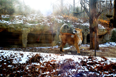 The roar of The Ligerの写真素材