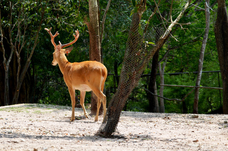 the lonely deerの写真素材