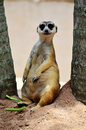 the meerkat chiefの写真素材