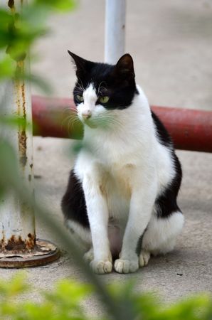 the curious catの写真素材