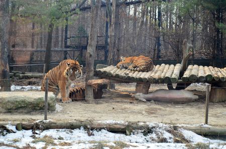 tigersの写真素材