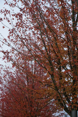 tree in autumn