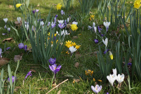 flowersの写真素材