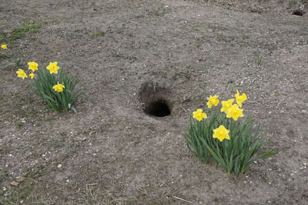 lent lily with easter bunny hollow