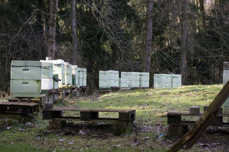 apicultureの写真素材