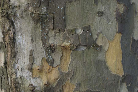 tree barkの写真素材