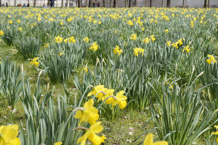 Lent liliesの写真素材