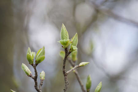 young leaf buds
